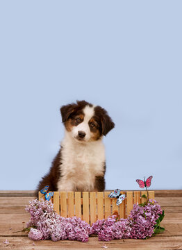  Cute Australian Shepherd puppy (Aussie) tilts head behind a wooden fence with purple lilac and butterflies on a blue background. Sweet spring studio pet portrait for greeting cards and ads.