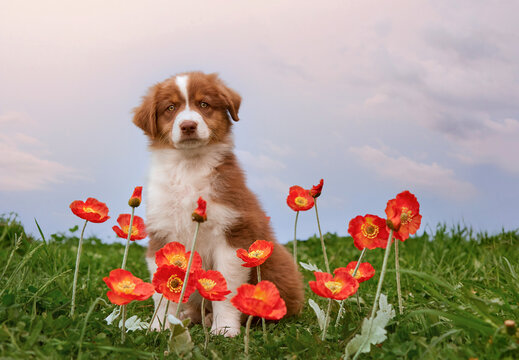  An adorable Australian Shepherd puppy (Aussie dog) sits among red poppies in green grass under a soft morning sky. Peaceful, tender pet portrait in nature, perfect for your greeting cards and pet ads