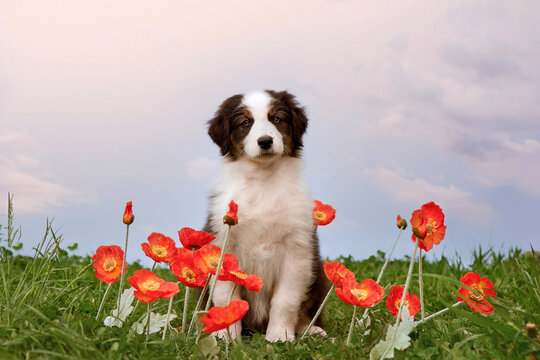  Tricolor Australian Shepherd puppy (Aussie dog) sits in green grass with red poppies under a soft morning sky. Peaceful and light outdoor pet portrait, great for greeting cards and pet ads.