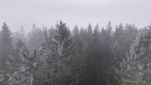 Foggy Frosted Fir Forest Canopy Shrouded In Mist, Close Aerial Sweep Over Evergreen Crowns, Quiet Atmospheric