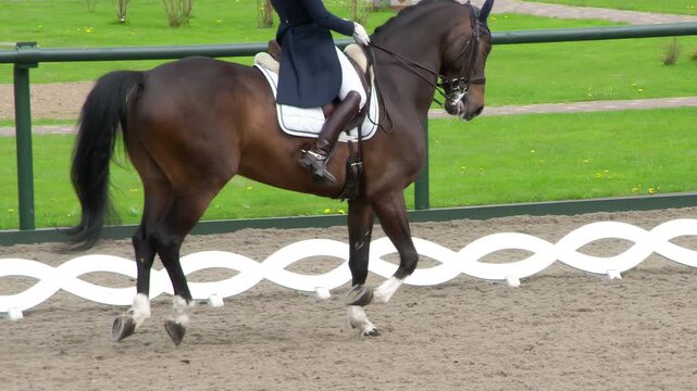 Perfect Horse Grace. A rider in a traditional costume gracefully rides a pedigreed horse. Slow Motion