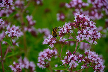 Obraz premium Hoverfly Pollinating Purple Oregano Flowers in the Garden