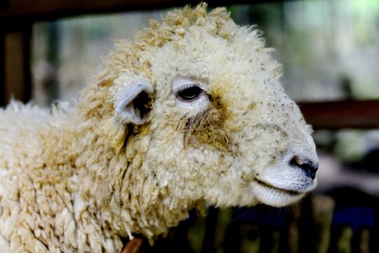 The sheepskin (wool) industry plays a vital role in providing raw materials for local textiles and crafts, such as those developed in the Wonosobo area. Sheepskin acts as a natural thermal insulator, 