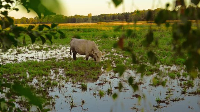 Eine helle Kuh auf einer &uuml;berschwemmten Wiese