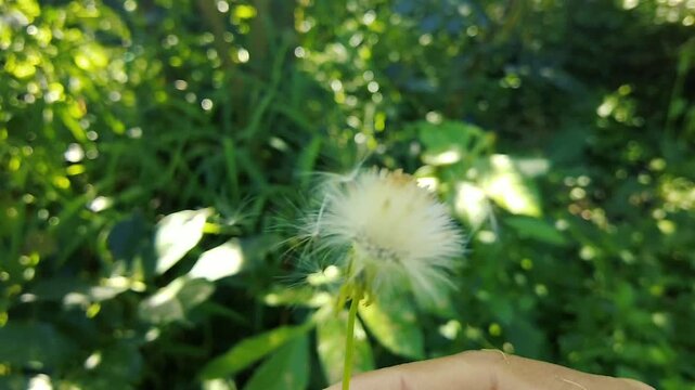 A close up of a hand holding a fluffy white dandelion seed head with seeds blowing in the wind