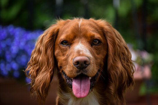english cocker spaniel