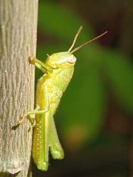 grasshopper on a leaf
