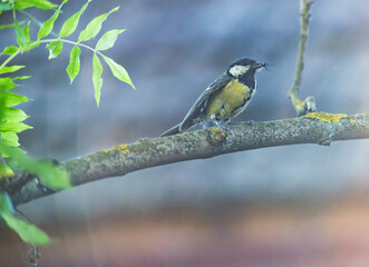 Fototapeta premium small colorful bird on a treebranch