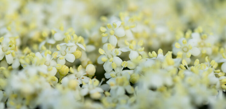 white elderberry flower in summer