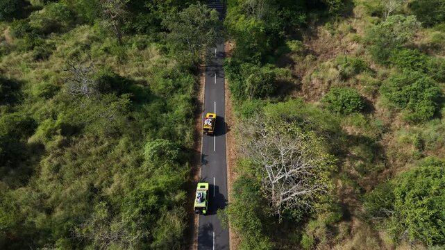 Aerial drone footage of a stunning panorama of Baluran Forest, in Baluran national park, at sunset, with a vast dry savannah and a group of cows passing by, in Situbondo regency, Java, Indonesia