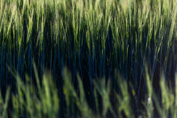 Obraz premium abstract background of green wheat