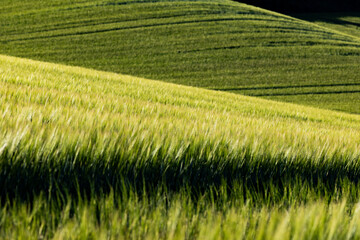 Obraz premium abstract background of green wheat