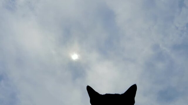 Silhouette of a domestic cat looking up at a cloudy sky with the sun breaking through