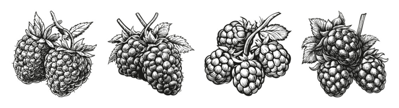 Sketch of Raspberry Illustrations Showcasing Different Views, vector illustration, engraving design, logo design set, black and white line