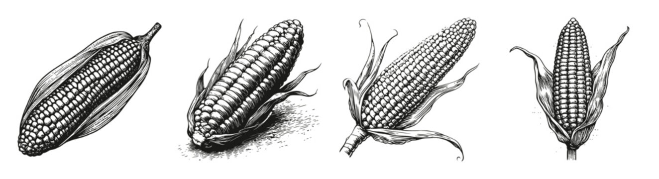 Detailed Illustration of Corn Ears in Various Stages of Growth, vector illustration, engraving design, logo design set, black and white line