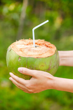 Fresh Green Coconut Water with Straw in Hand - Tropical Hainan Wenchang Natural Drink
