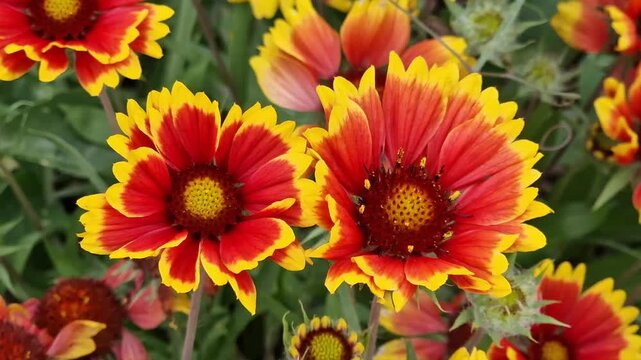 Gaillardia x grandiflora 'Kobold' a spring summer flower plant commonly known as blanket flower, gardening stock video footage clip
