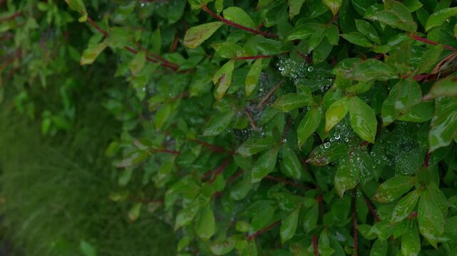 Fresh green leaves being battered by the wind and rain