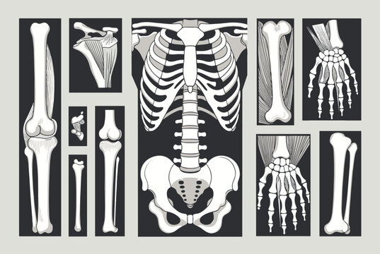 Collection of detailed anatomical x-ray illustrations showing human skeletal structures including the rib cage, spine, hand, and knee joints.