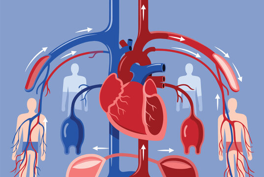 Detailed scientific diagram of the human heart and cardiovascular system showing blood flow directions and systemic circulation paths.