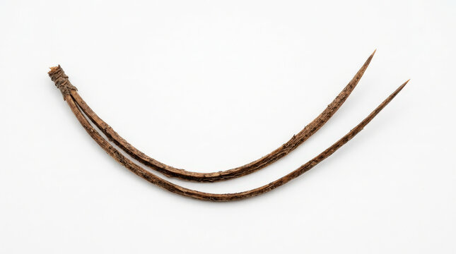 Close-up of two brown curved plant stems on white background