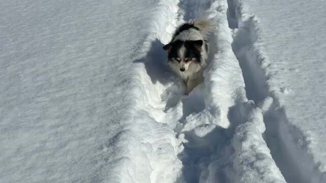 Lovely dog is walking down a path through the deep snow in the winter. 