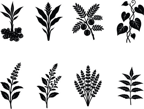 Botanical Herb and Foliage Silhouette Collection Vector Set
