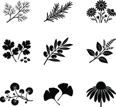 Botanical Leaves Flowers and Berry Silhouette Vector Collection