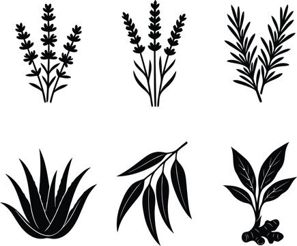 Herbal Plants and Botanical Leaves Silhouette Vector Pack