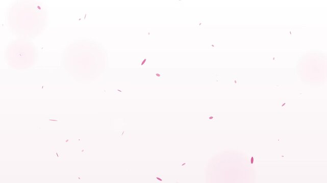 Cherry blossom petals gently falling on white background, spring background seamless loop 4K 019
