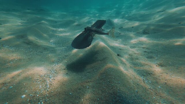 Underwater view of the Exocoetus volitans or tropical two wing flyingfish or blue flyingfish escaping from the camera near the island of Ilha Grande in Brazil