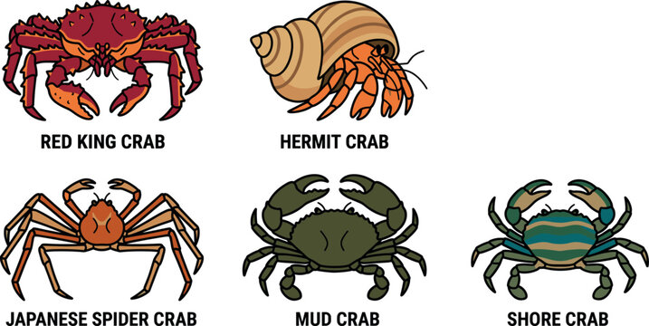Crab species vector illustration set including red king hermit japanese spider mud and shore crabs icon collection