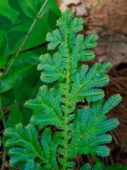 Close-up of a vibrant green fern frond with intricate leaf patterns in a natural forest setting. © Acun Alvarez