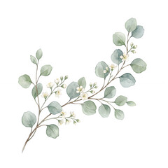 Obraz premium A delicate watercolor illustration of an eucalyptus branch with small white flowers isolated on a black background.