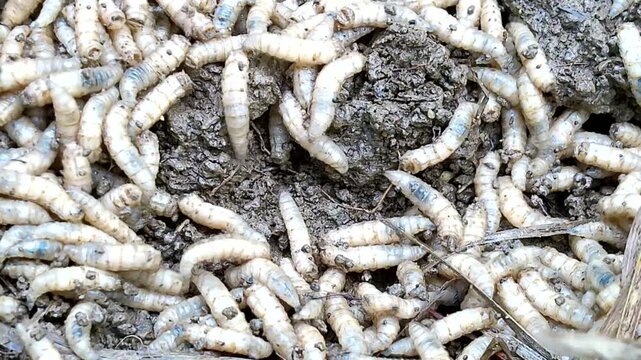 Writhing maggots crawling in garden compost