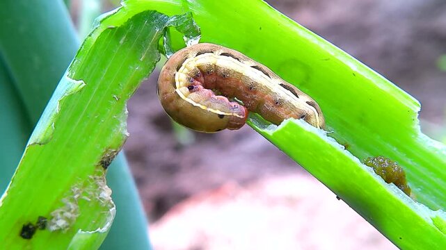 A Yellow-striped Armyworm feeding inside an onion green in a garden