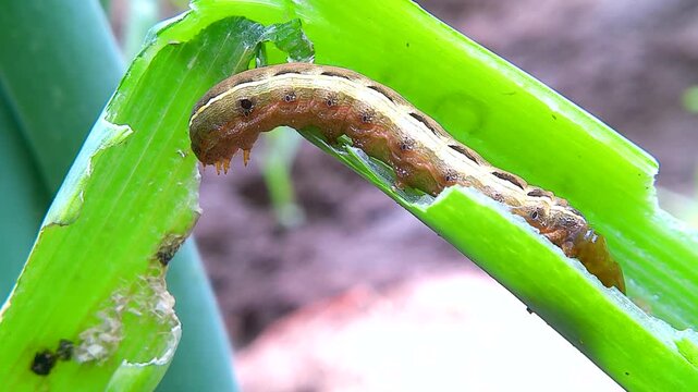A Yellow-striped Armyworm defecates in an onion green it has been eating