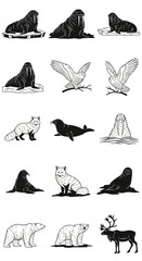 Fototapeta premium Vintage Arctic animal vector set, hand drawn polar wildlife illustrations, 15 black and white icons of walrus, polar bear, fox and owl