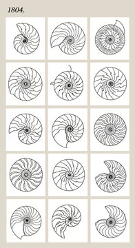 Vintage nautilus shell illustrations, set of 15 antique spiral ammonite sketches, 1804 scientific biology chart, black and white marine fossils