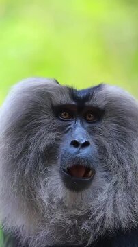 Lion tailed macaque monkey portrait observing the dense tropical forest surroundings with intense curiosity in this high definition nature documentary video footage clip showing the primate moving its