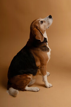 beagle dog portrait
