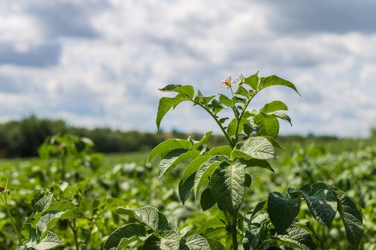 Blooming potato plant in agricultural field under sky with clouds