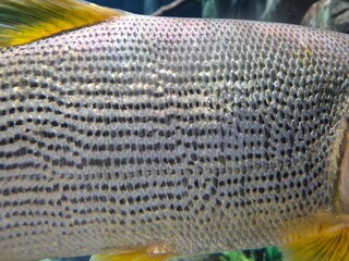 Macro Texture Of Shiny Golden Fish Scales Pattern © TC2412