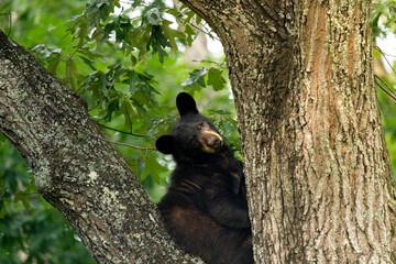 Curious young black bear sitting high up on an oak tree branch looking at camera © Dustin Buckner