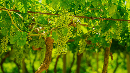 Fototapeta premium Green grape clusters hanging from vine branches in a lush vineyard under bright sunlight, showcasing healthy foliage and agricultural landscape