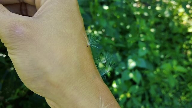 Close up of delicate dandelion seeds landing on a person's hand in a sunny garden