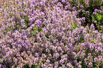 Obraz premium thyme growing in a sunny garden area with numerous purple flowers during daytime hours
