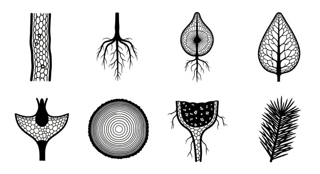 Botanical biology icons set, scientific plant anatomy diagrams, black and white vector illustrations of roots, leaves, and cellular structures