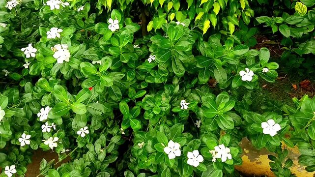 Steady footage of beautiful white periwinkle flowers blooming and swaying gently in a lush green bush