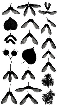 Black botanical silhouettes of maple seeds and forest leaves, collection of 18 nature elements, minimalist samara seed pods and foliage vector set